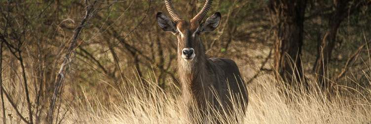Meru National Park