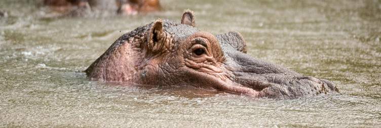Explore Meru National Park