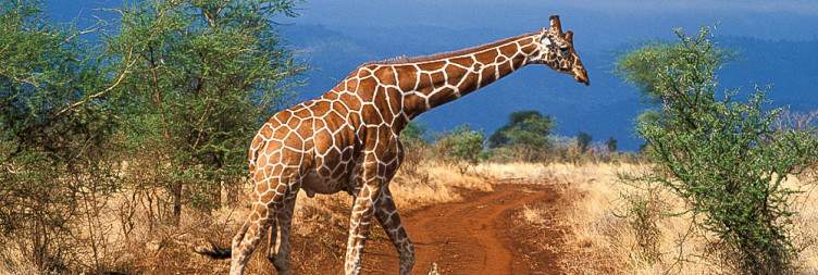 Nairobi – Meru National Park