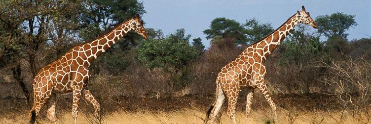 Into the Wild - Meru and the Land of Born Free