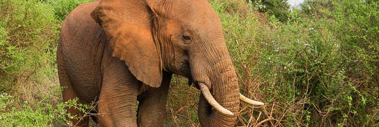 Nairobi to Meru National Park