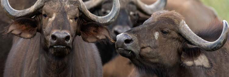 Full exploration of Meru National Park