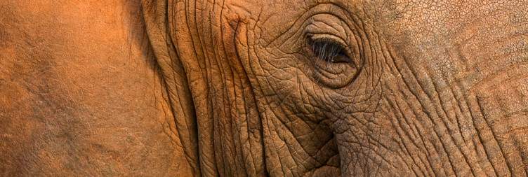 Meru National Park