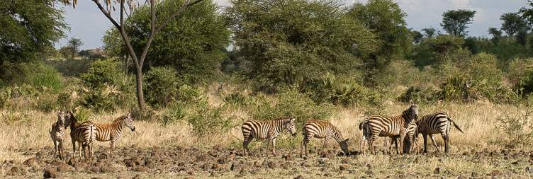 Samburu National Reserve