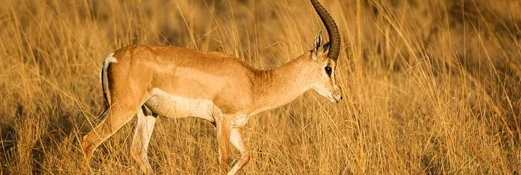 Nairobi – Meru National Park