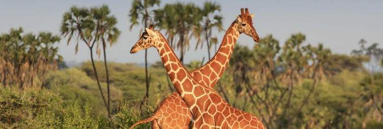 Full Day At Meru National Park