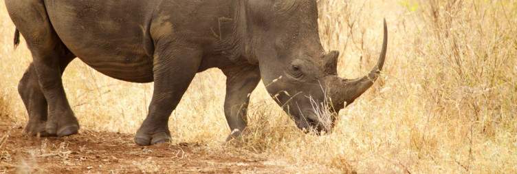 Nairobi to Meru National Park