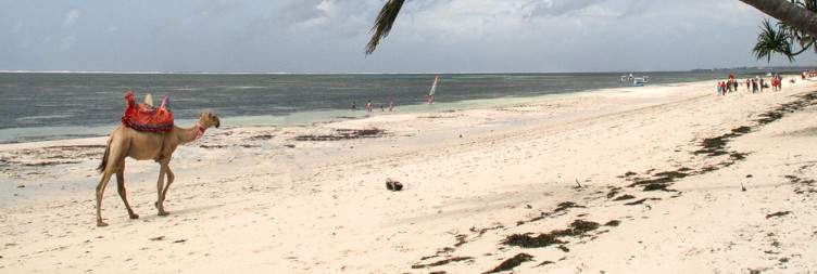 Explore Mombasa's Coastline & Cultural Treasures