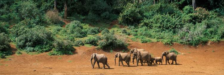 Sagana – Thegu River Camp