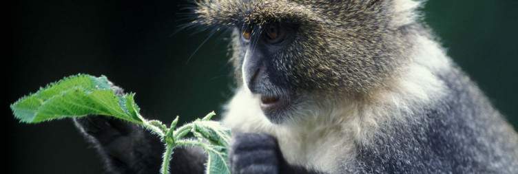 Explore Samburu- Mt Kenya