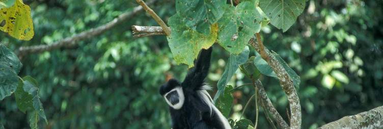 Samburu to Mount Kenya National Park