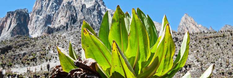 Mount Kenya