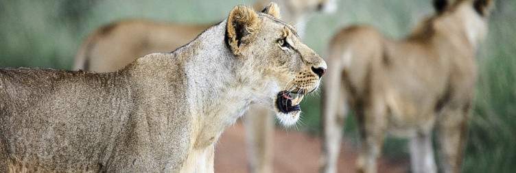 Nairobi National Park Extravaganza