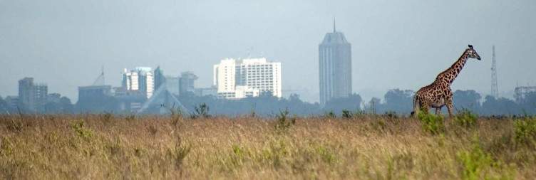 Nairobi National Park & KICC City View Experience