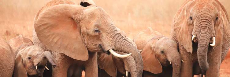 Taita Hills To Ngutuni Game Sanctuary