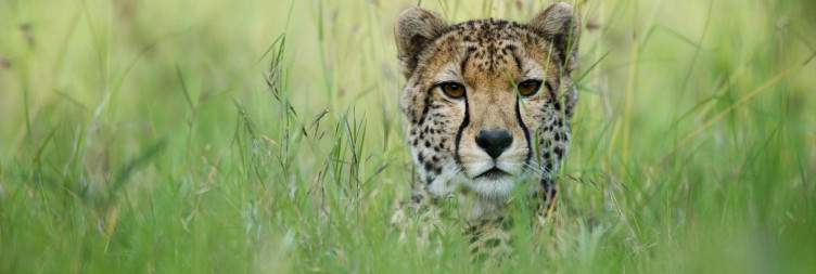 Aberdare-Ol Pejeta Conservancy