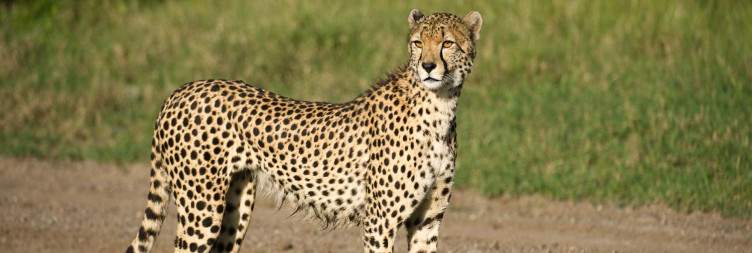 Amboseli to Olpejeta