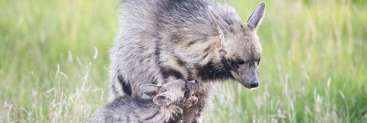 Aberdare National Park-Ol Pejeta Conservancy
