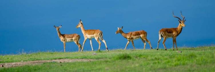Aberdare to Ol Pejeta Conservancy