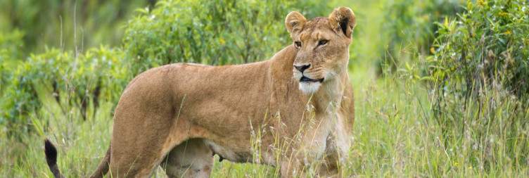 Ol Pejeta Conservancy