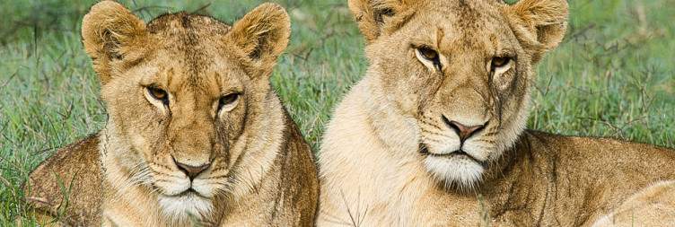 Ol Pejeta Conservancy – Big Cats, Rhinos & Conservation Experiences