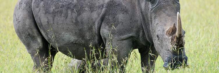 Samburu National Reserve - Ol Pejeta Conservancy