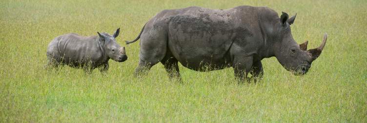 Samburu to Ol Pejeta – Rhino & Chimpanzee Sanctuary
