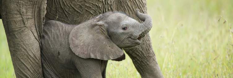 Full day Ol Pejeta Conservancy