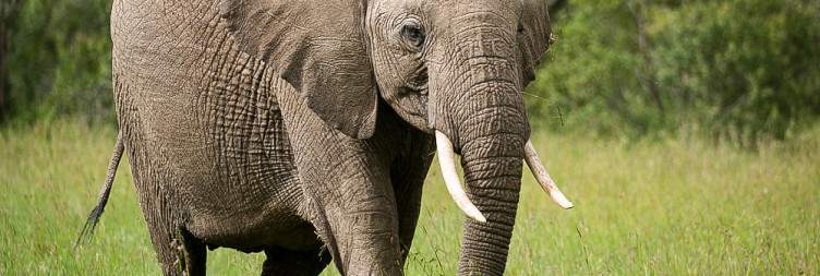 Amboseli to Olpejeta