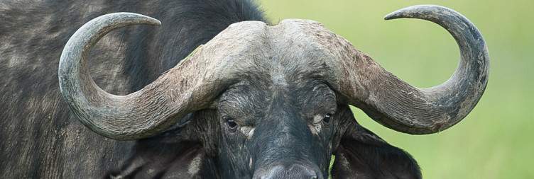 Lake Naivasha to Ol Pejeta Conservancy