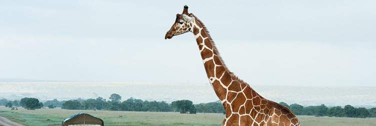 Full Day at Ol Pejeta Conservancy