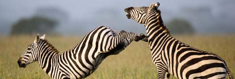 Nairobi To Ol pejeta Conservancy
