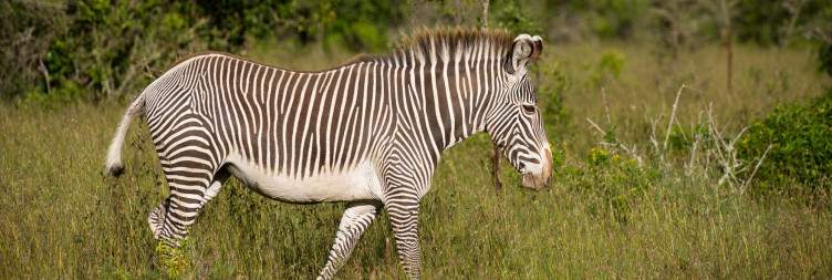 Committed to Conservation