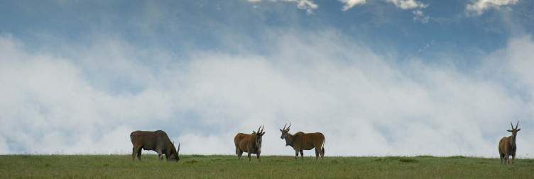 Ol Pejeta Conservancy