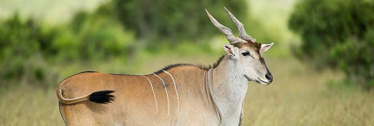 Wildlife and Sanctuary at Ol Pejeta