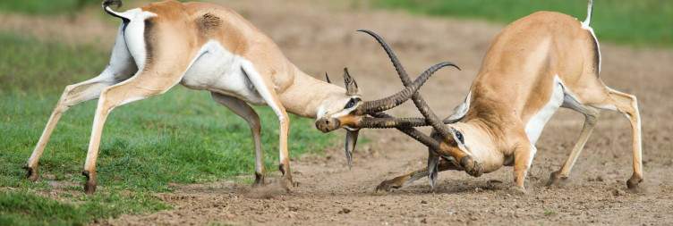 Conservation & Connection at Ol Pejeta