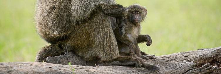 Nairobi to Ol Pejeta conservancy