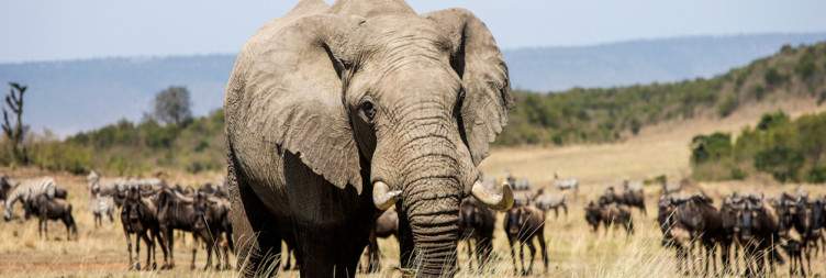 Olare Motorogi Conservancy Luxury Safari