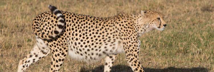 Of Epic Private Game Drives and Sundowners
