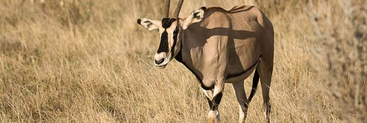 Nairobi to Samburu National Reserve