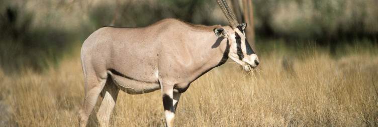 Samburu National Reserve