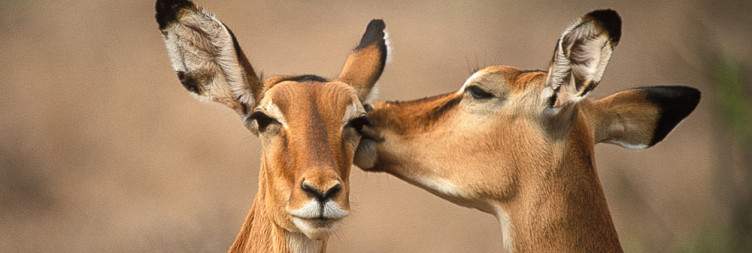 Olpejeta to Samburu