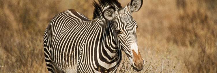 Nairobi-Samburu National Park