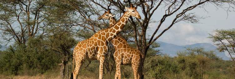 The Samburu Five