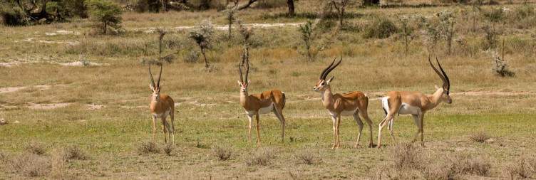 Nairobi - Samburu