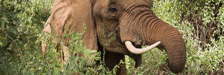 Bold & Beautiful - Samburu's Wild Elegance