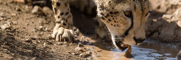 Full-Day in Samburu National Reserve
