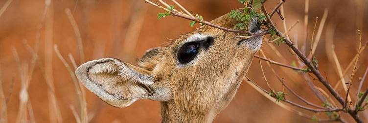 Transfer in Nairobi & Fly to Samburu