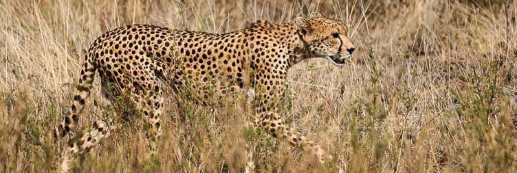 Samburu National Reserve