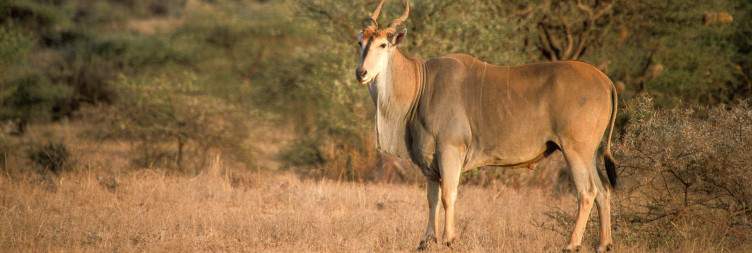 Explore Samburu National Reserve